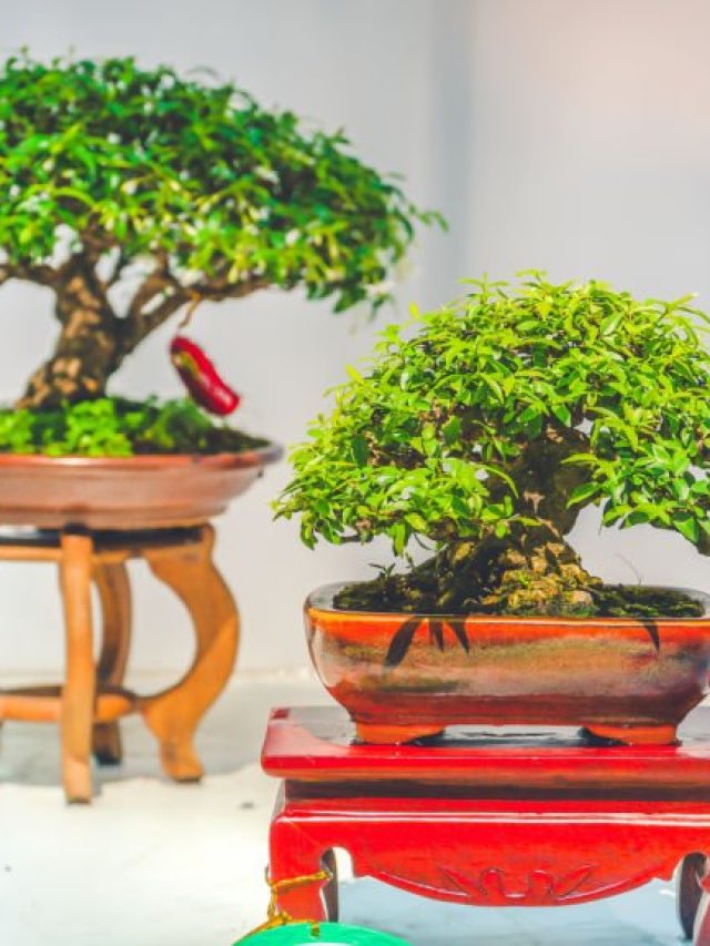 There are some cultures who believe bonsai plants bring bad luck.
