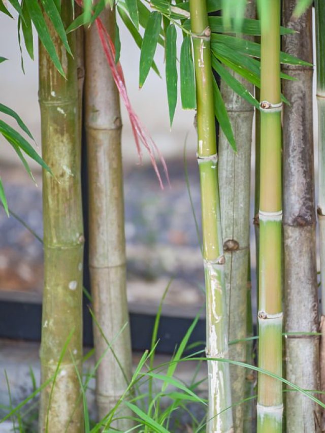 Why many cultures associate bamboo with success and positivity.