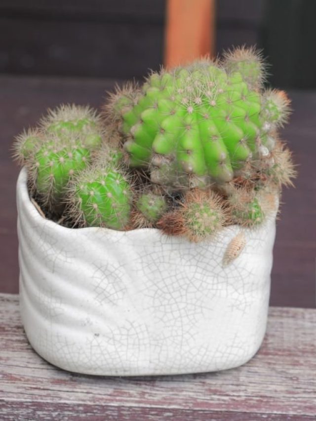 Why cactus are believed to bring bad energy into the home.