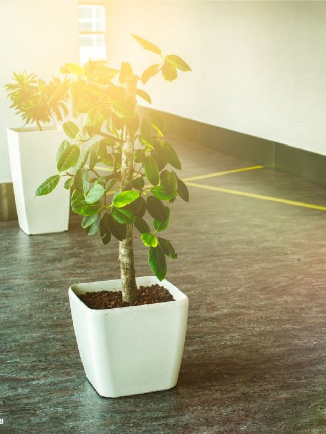 Indoor Trees: Big Plants for Eye-Catching Veggies at the Workplace.